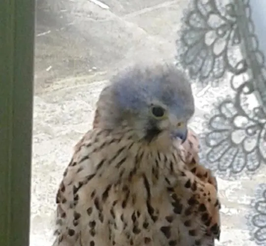 Naehkiste Bed & Breakfast